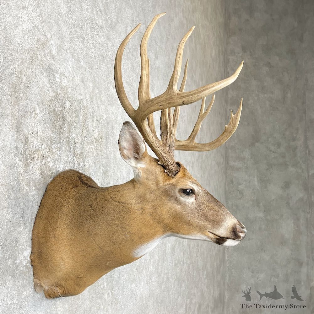 Whitetail Deer Shoulder Mount For Sale #26911 @ The Taxidermy Store