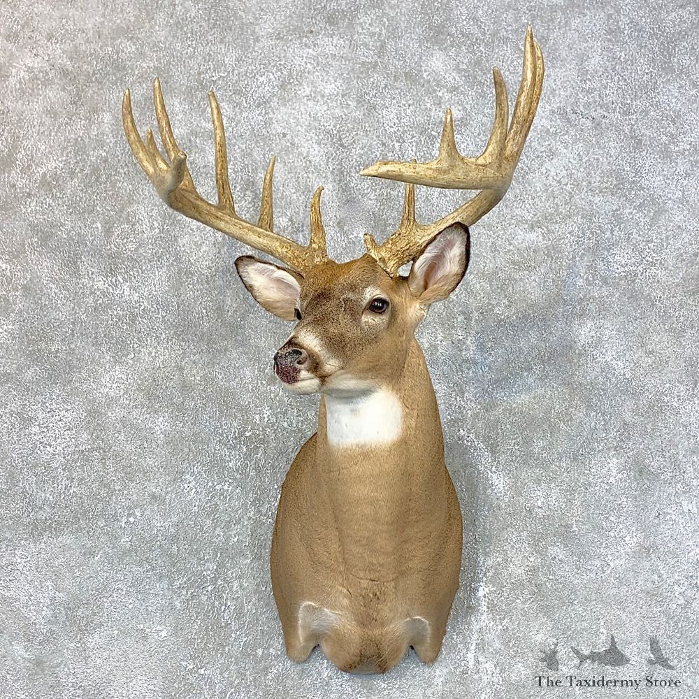 Whitetail Deer Shoulder Mount For Sale #23982 @ The Taxidermy Store
