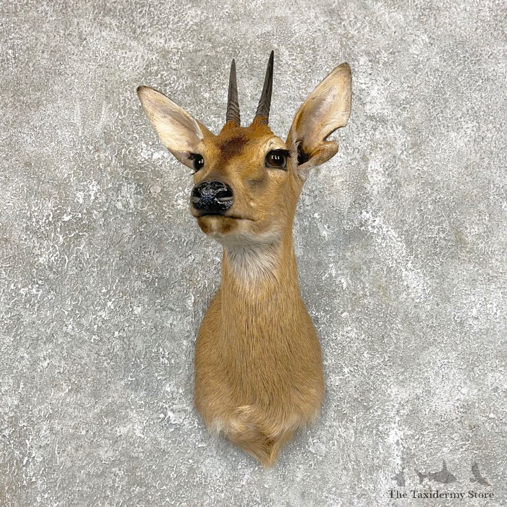 African Bush Duiker Shoulder For Sale #28915 @ The Taxidermy Store