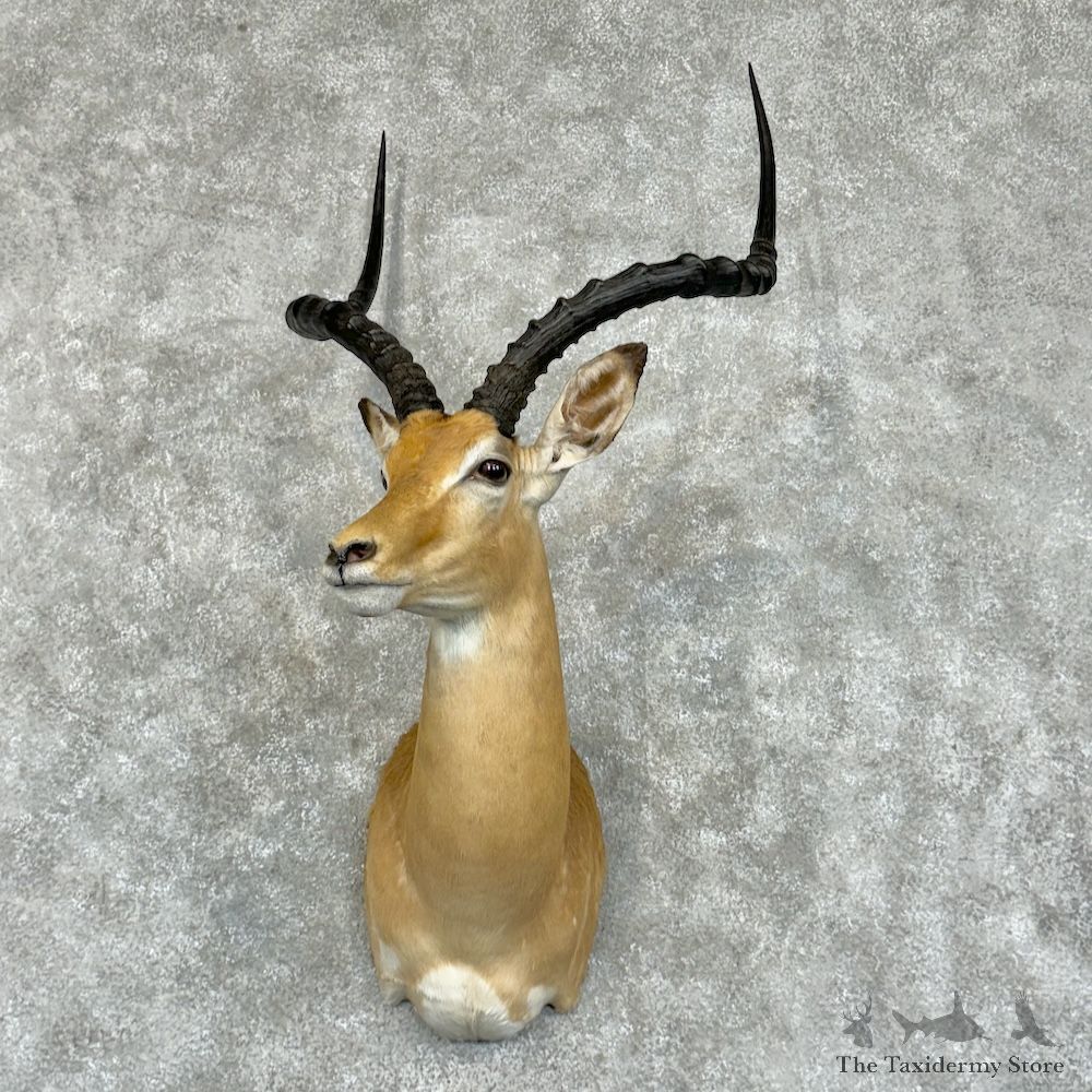 East African Impala Shoulder Mount For Sale #29454 @ The Taxidermy Store