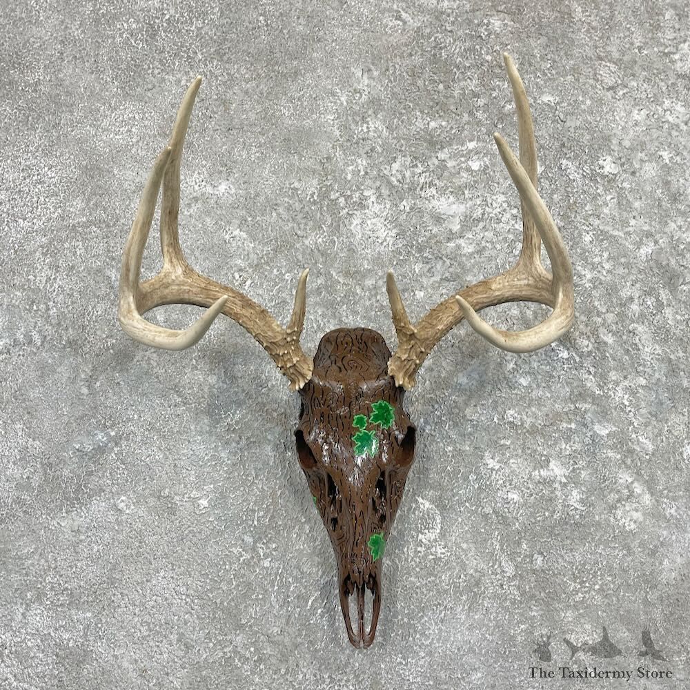 Whitetail Deer Skull European Mount For Sale #27405 @ The Taxidermy Store