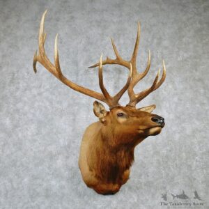 Rocky Mountain Elk Shoulder Taxidermy Head Mount #12603 For Sale @ The Taxidermy Store