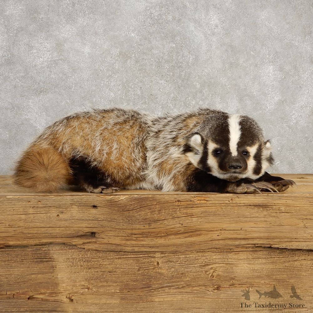 American Badger Life-Size Mount For Sale #20393 @ The Taxidermy Store