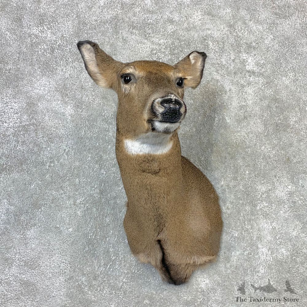 Whitetail Deer Doe Shoulder Mount For Sale #23260 @ The Taxidermy Store