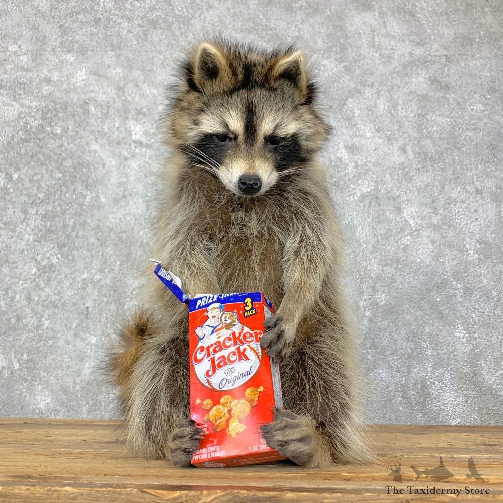 “Cracker Jack" Raccoon Mount For Sale #23071 @ The Taxidermy Store