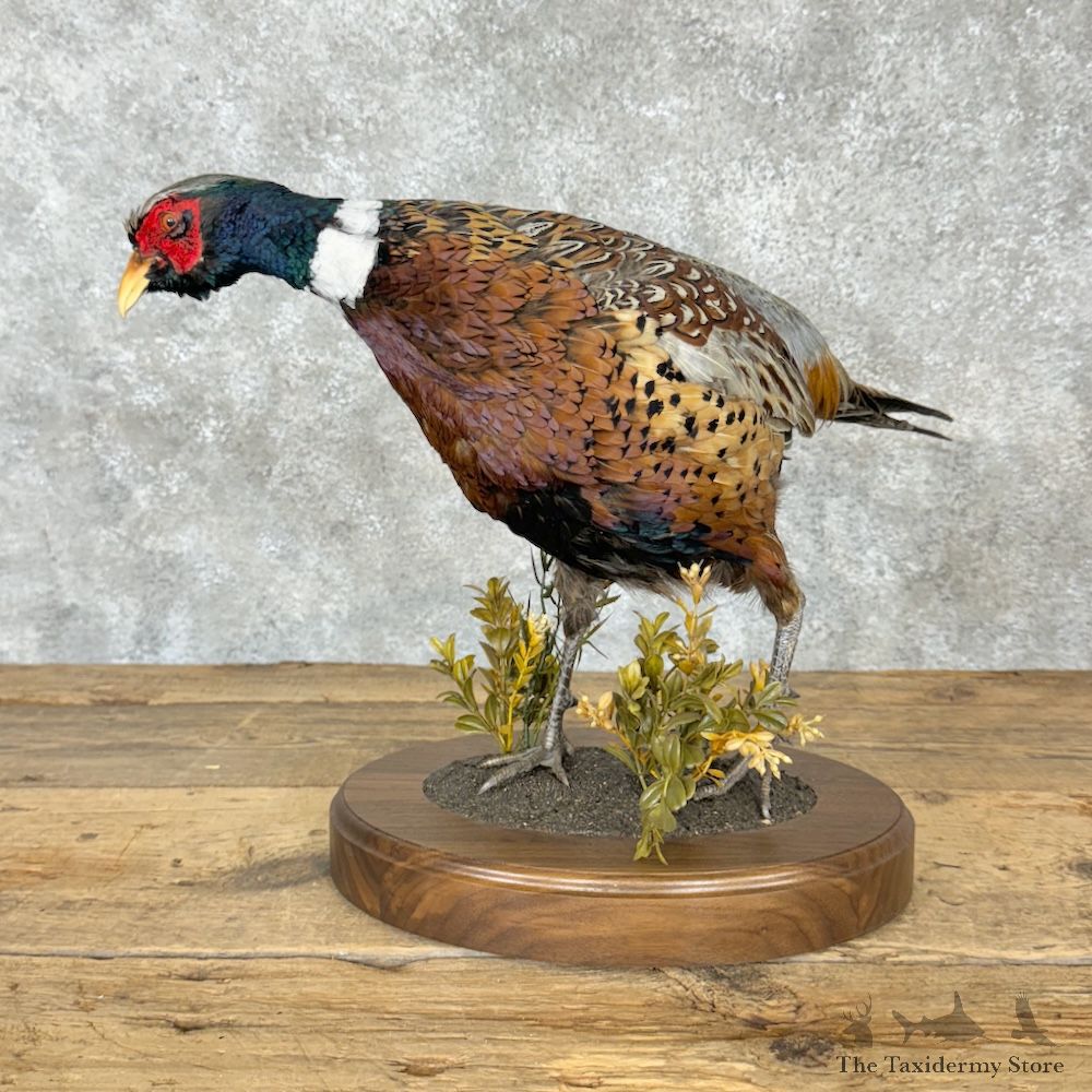 Ringneck Pheasant Bird Mount For Sale #29297 @ The Taxidermy Store