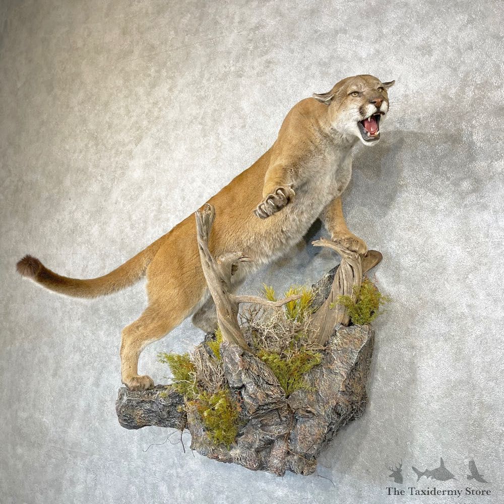 Mountain Lion Life-Size Mount For Sale #24751 @ The Taxidermy Store