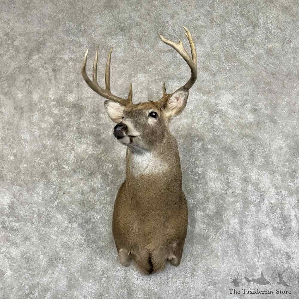 Whitetail Deer Shoulder Mount For Sale #31212 @ The Taxidermy Store