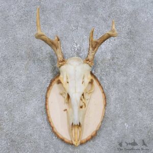 Whitetail Deer Antler Plaque Mount For Sale #14757 @ The Taxidermy Store