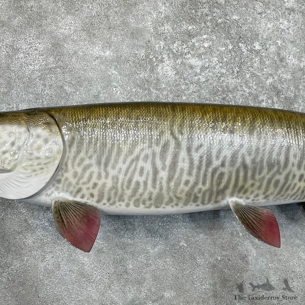 Reproduction Muskellunge Fish Mount For Sale #27533 @ The Taxidermy Store