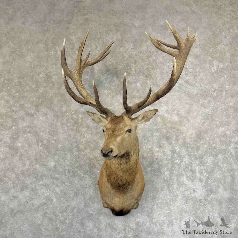 Red Deer Stag Shoulder Mount For Sale #30901 @ The Taxidermy Store