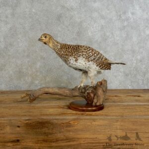 Sharp-tailed Grouse Bird Mount For Sale #17223 @ The Taxidermy Store