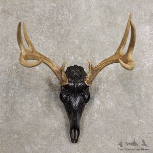 Whitetail Deer Skull European Mount For Sale #20452 @ The Taxidermy Store