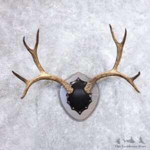 Mule Deer Taxidermy Antler Plaque #18712 For Sale @ The Taxidermy Store