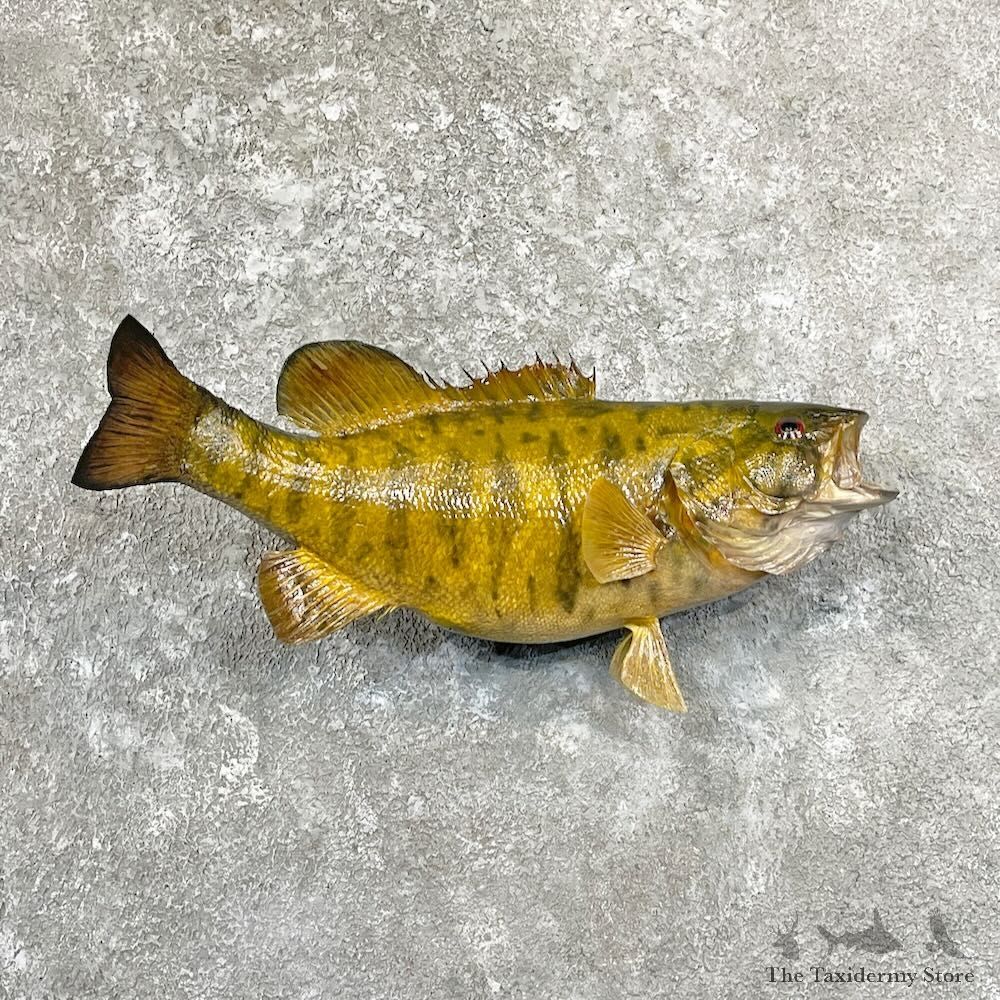 Smallmouth Bass Fish Mount For Sale #27823 @ The Taxidermy Store