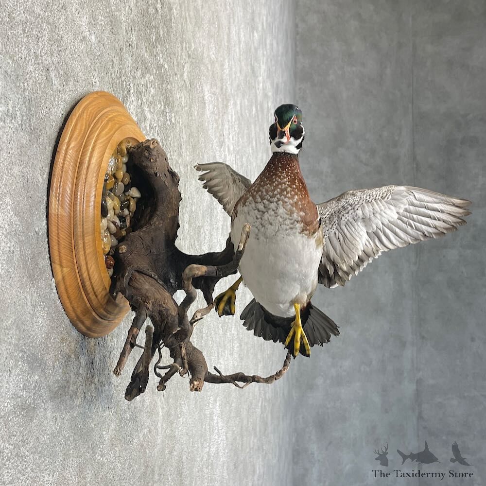 Wood Duck Bird Mount For Sale #27628 @ The Taxidermy Store