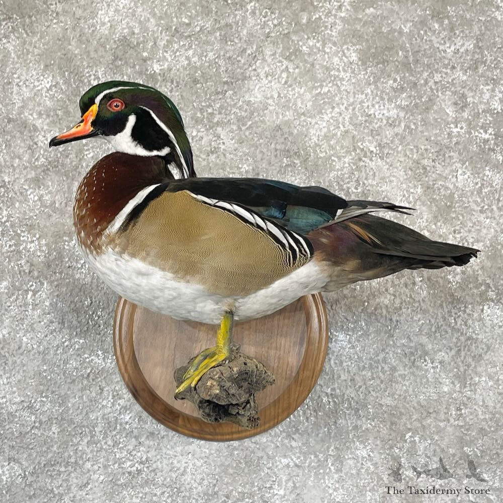 Wood Duck Bird Mount For Sale #28121 @ The Taxidermy Store