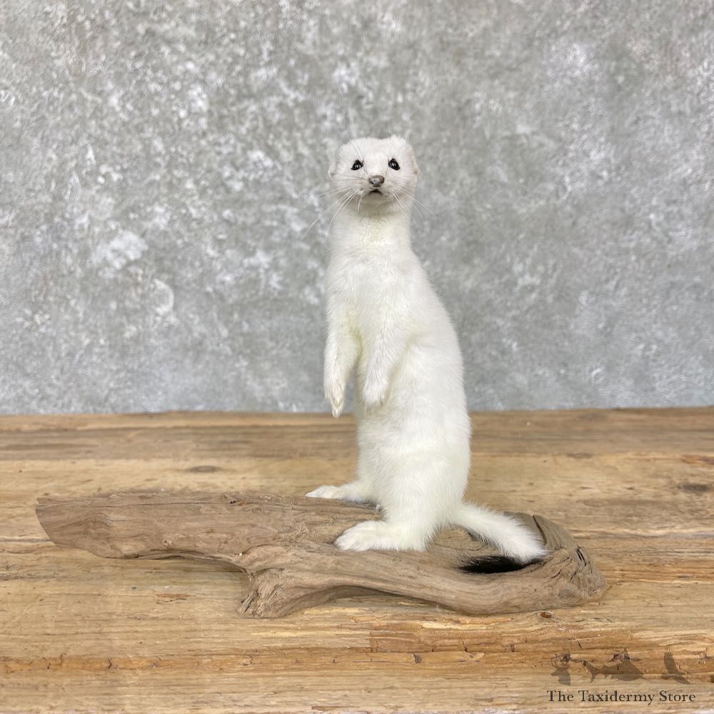 Ermine Life-Size Taxidermy Mount For Sale #26399 - The Taxidermy Store