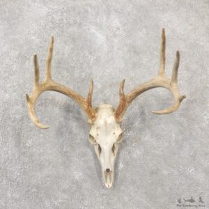 Whitetail Deer Skull European Mount For Sale #19246 @ The Taxidermy Store