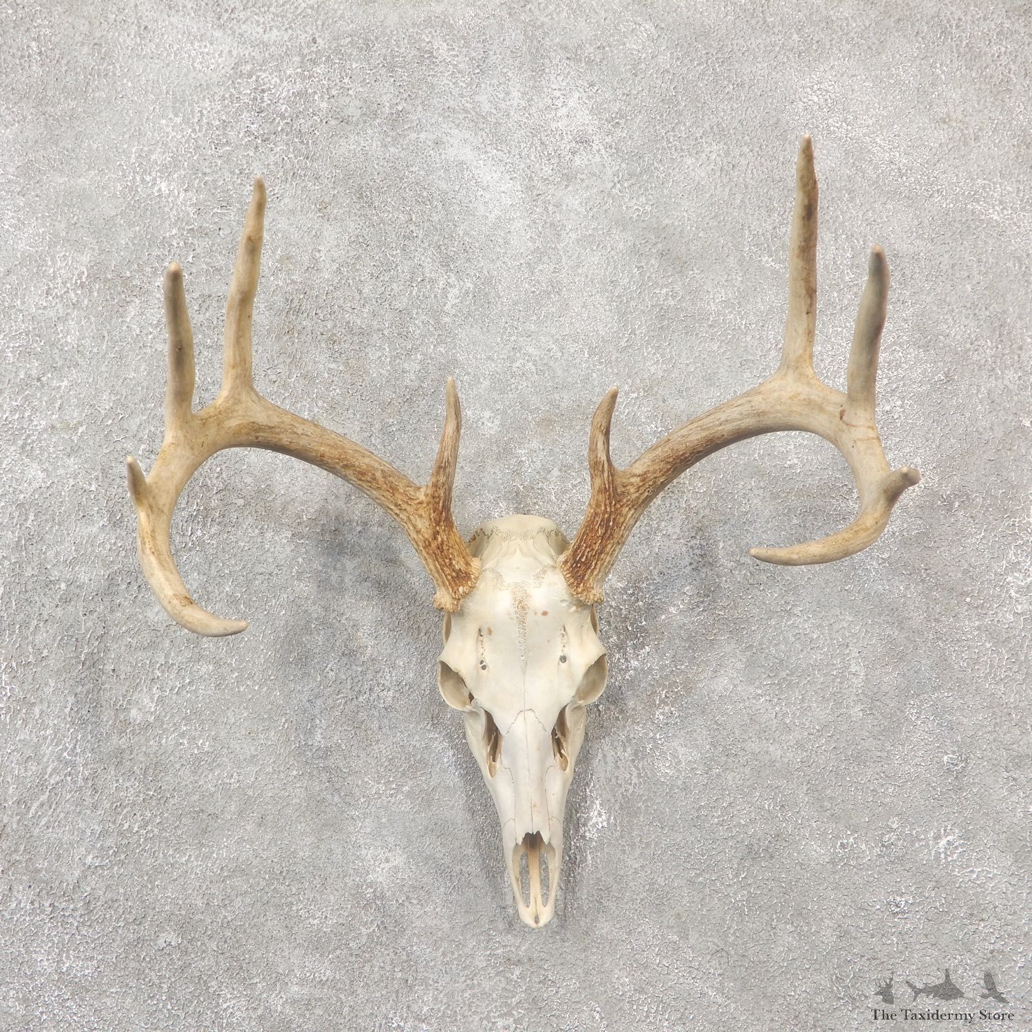 Whitetail Deer Skull European Mount For Sale #19246 @ The Taxidermy Store