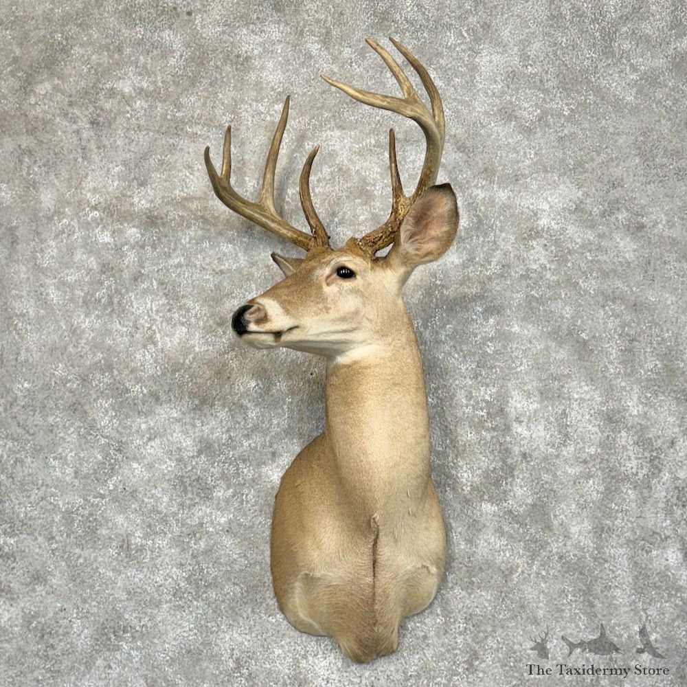 Whitetail Deer Shoulder Mount For Sale #29385 - The Taxidermy Store