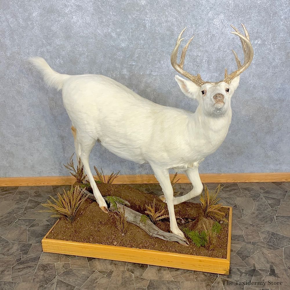 White Phase Whitetail Deer Life Size Taxidermy Mount #23314 For Sale @ The Taxidermy Store