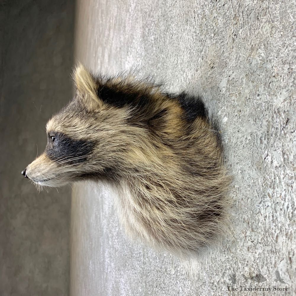 Raccoon Shoulder Mount For Sale #22991 @ The Taxidermy Store