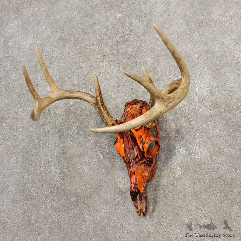 Whitetail Deer Skull European Mount For Sale #20450 @ The Taxidermy Store