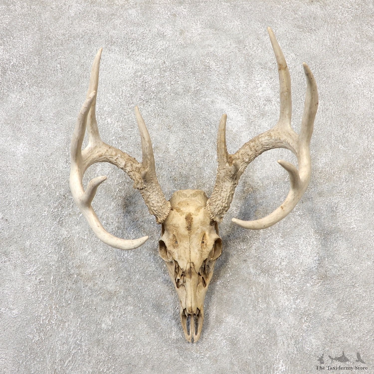 Whitetail Deer Skull European Mount For Sale #19154 @ The Taxidermy Store
