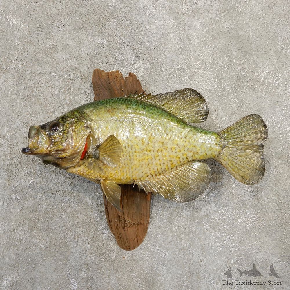 Black Crappie Taxidermy Fish Mount #20837 For Sale @ The Taxidermy Store