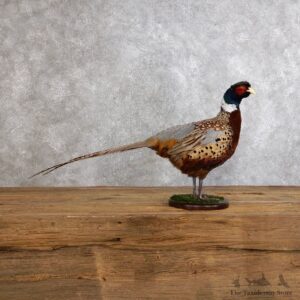 Ringneck Pheasant Bird Mount For Sale #18561 @ The Taxidermy Store
