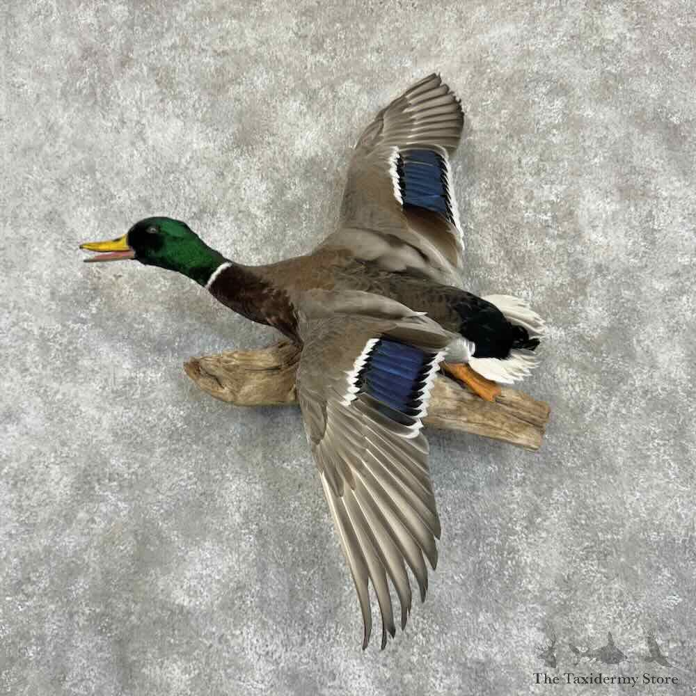 Mallard Duck Drake Bird Mount For Sale #31051 @ The Taxidermy Store