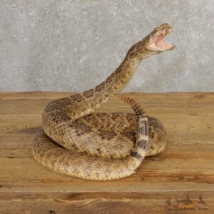 Western Diamondback Rattlesnake Mount For Sale #20663 @ The Taxidermy Store