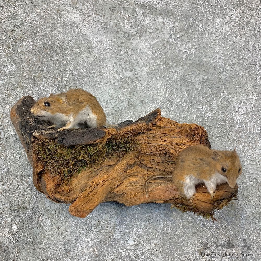 Mouse Pair Life-Size Mount For Sale #22953 @ The Taxidermy Store