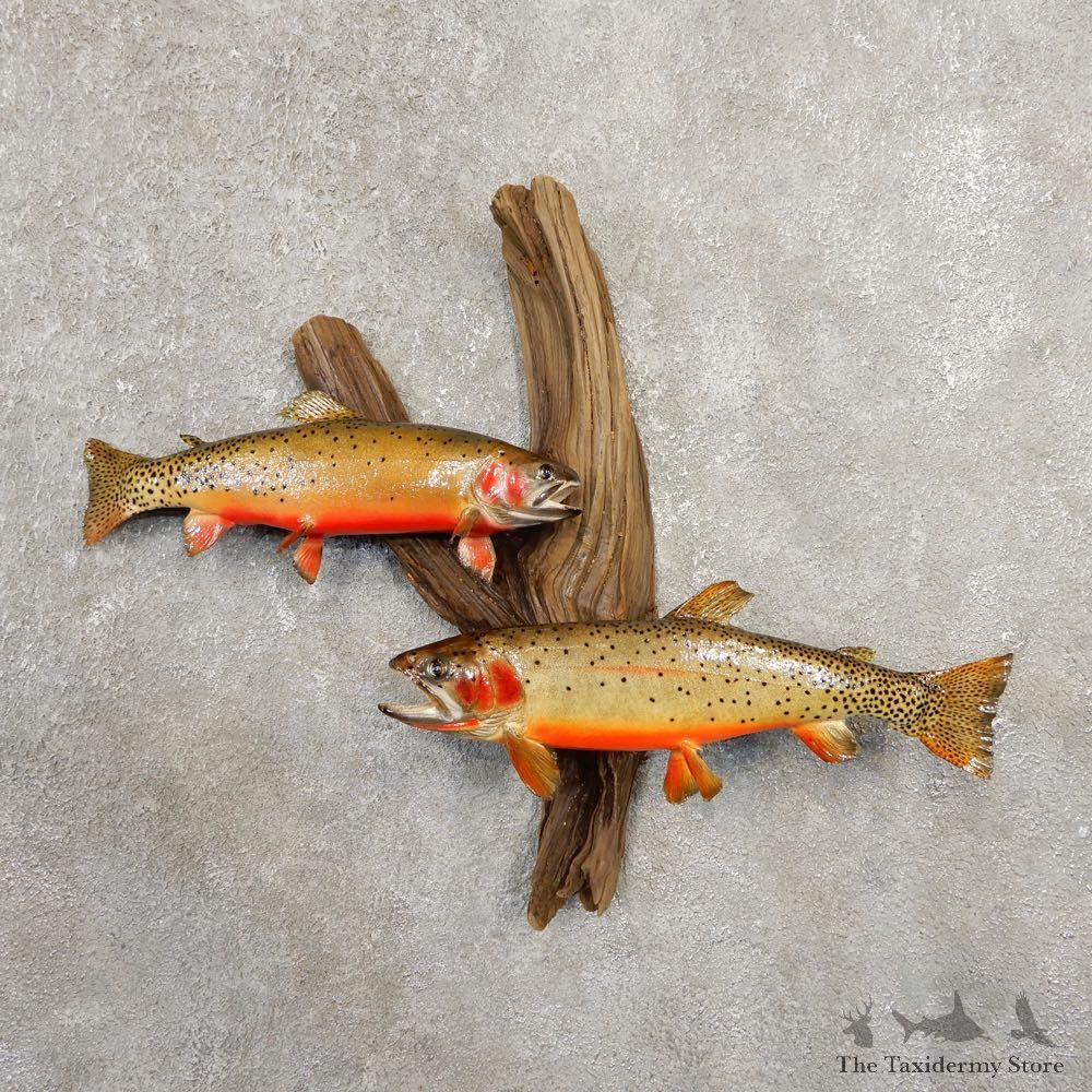 Cutthroat Trout Fish Mount Scene For Sale #20559 @ The Taxidermy Store