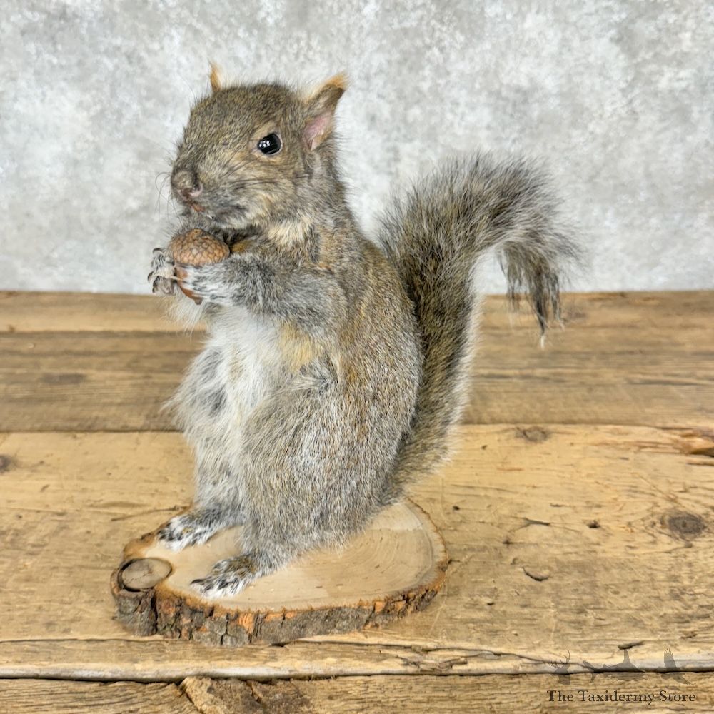 Grey Squirrel Life-Size Mount For Sale #29270 @ The Taxidermy Store