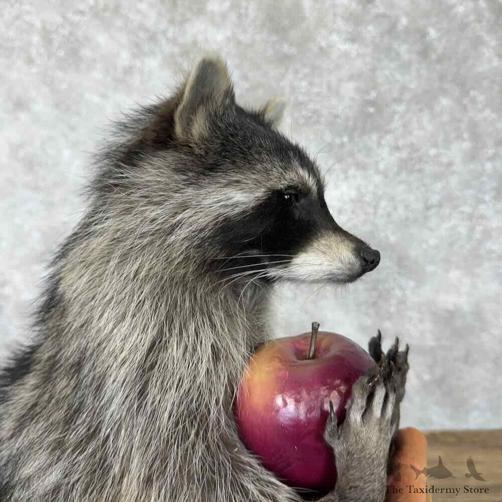 Raccoon Novelty Mount For Sale #30694 @ The Taxidermy Store