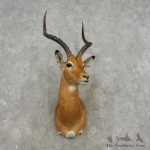 African Impala Shoulder Mount #17356 For Sale @ The Taxidermy Store