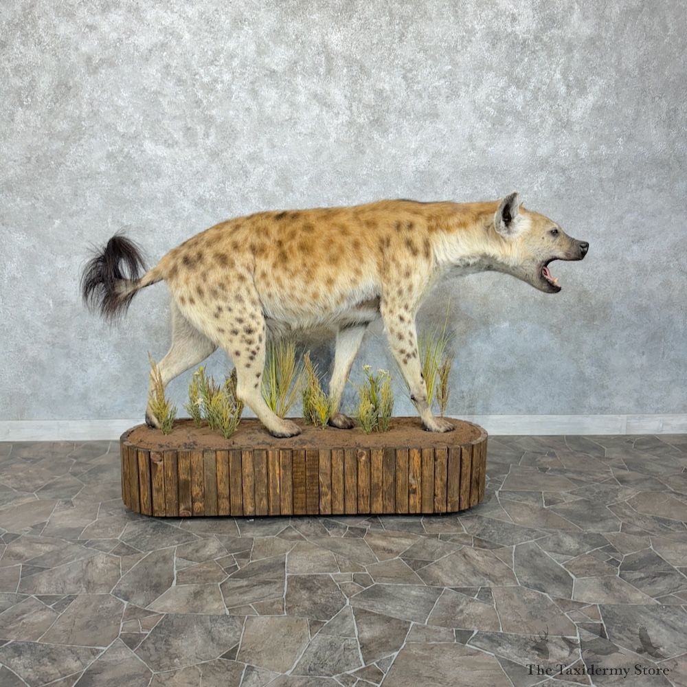 Spotted Hyena Life-Size Mount For Sale #29646 @ The Taxidermy Store