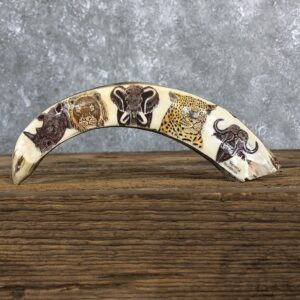 Scrimshawed Warthog Tooth For Sale #19579 @ The Taxidermy Store