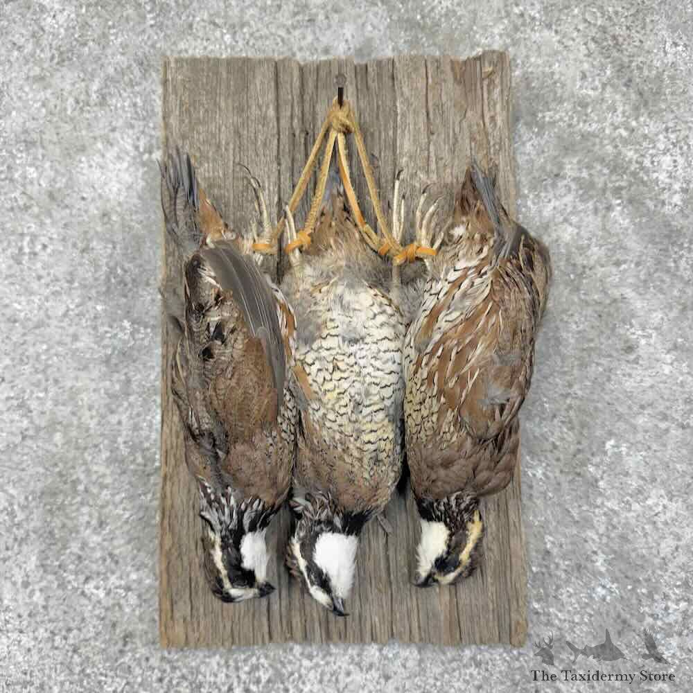 Bobwhite Quail Harvest Display For Sale #31744 @ The Taxidermy Store