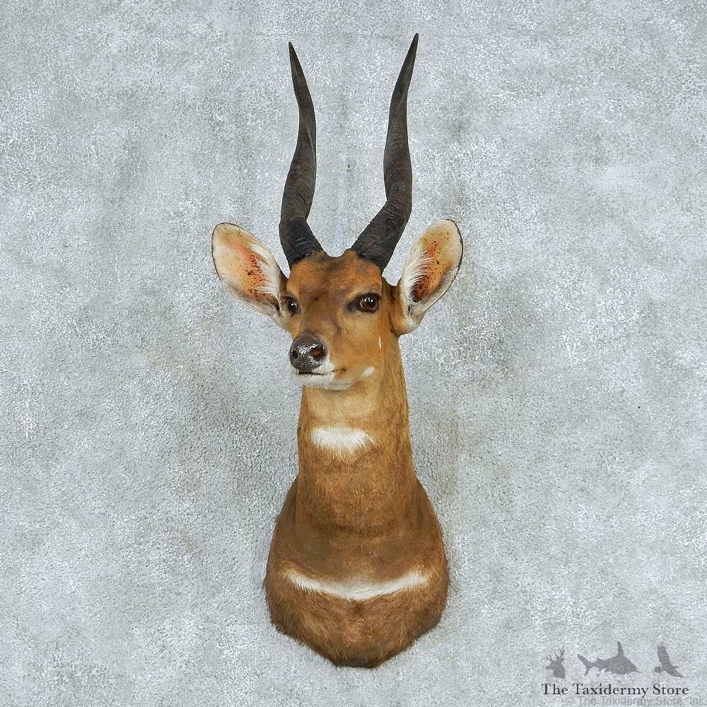 African Cape Bushbuck Shoulder Mount #13712 For Sale @ The Taxidermy Store