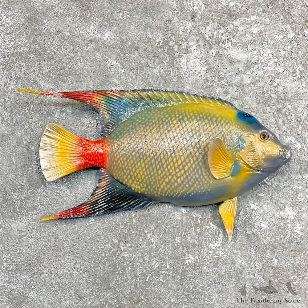 Reproduction Queen Angelfish Mount For Sale #27244 @ The Taxidermy Store