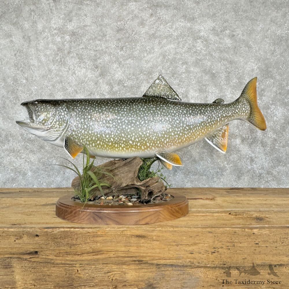 Lake Trout Fish Mount For Sale #29002 @ The Taxidermy Store