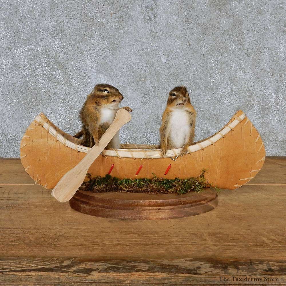 Novelty Canoe Chipmunks Taxidermy Mount #13176 For Sale @ The Taxidermy Store