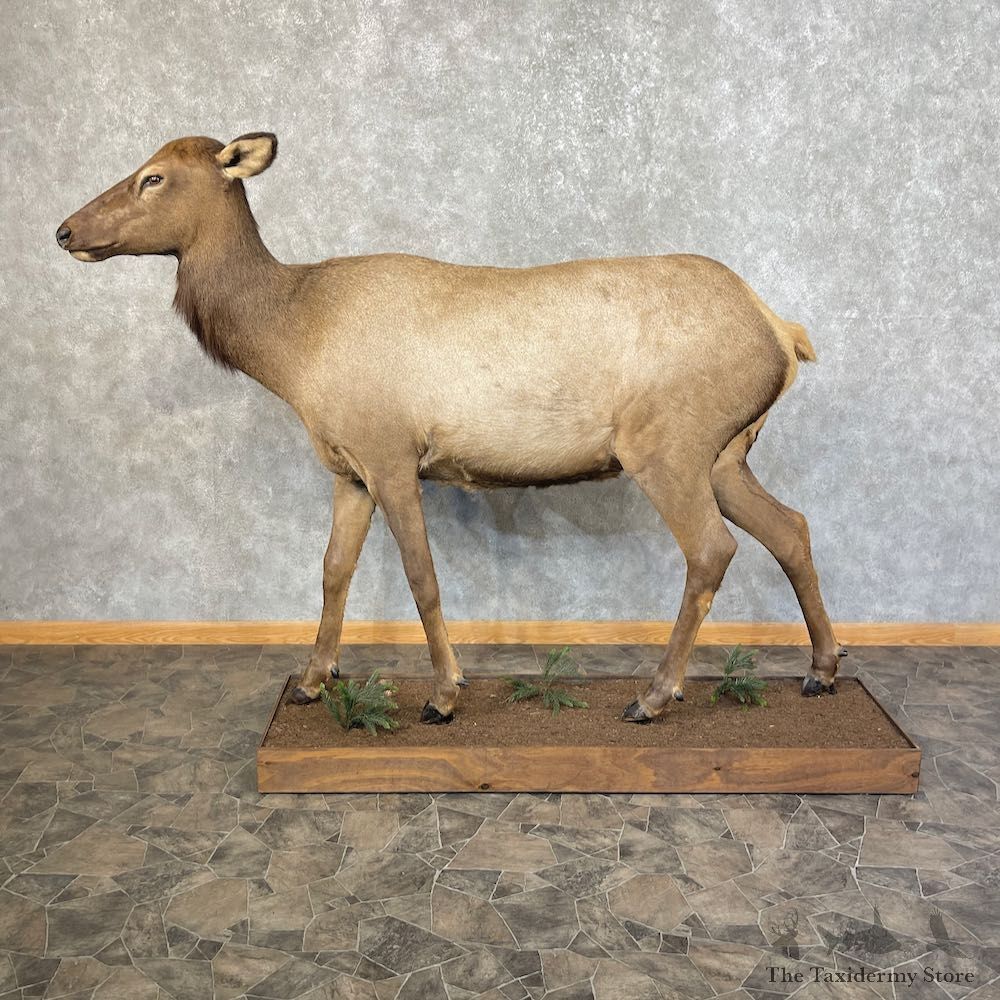 Rocky Mountain Cow Elk Life-Size Mount For Sale #25477 @ The Taxidermy Store