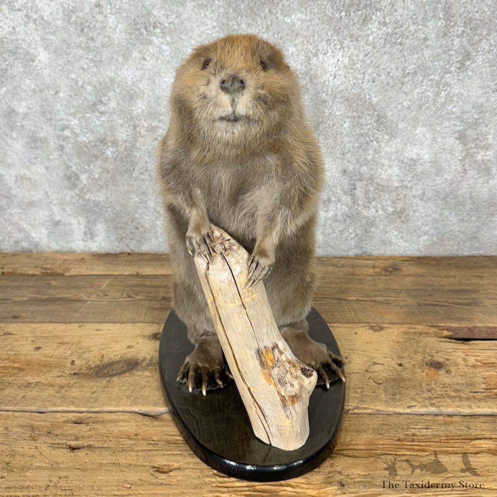 North American Juvenile Beaver Mount For Sale #29511 @ The Taxidermy Store