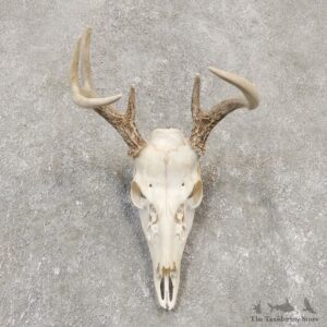 Whitetail Deer Skull European Mount For Sale #20159 @ The Taxidermy Store