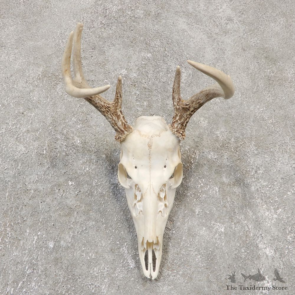 Whitetail Deer Skull European Mount For Sale #20159 @ The Taxidermy Store