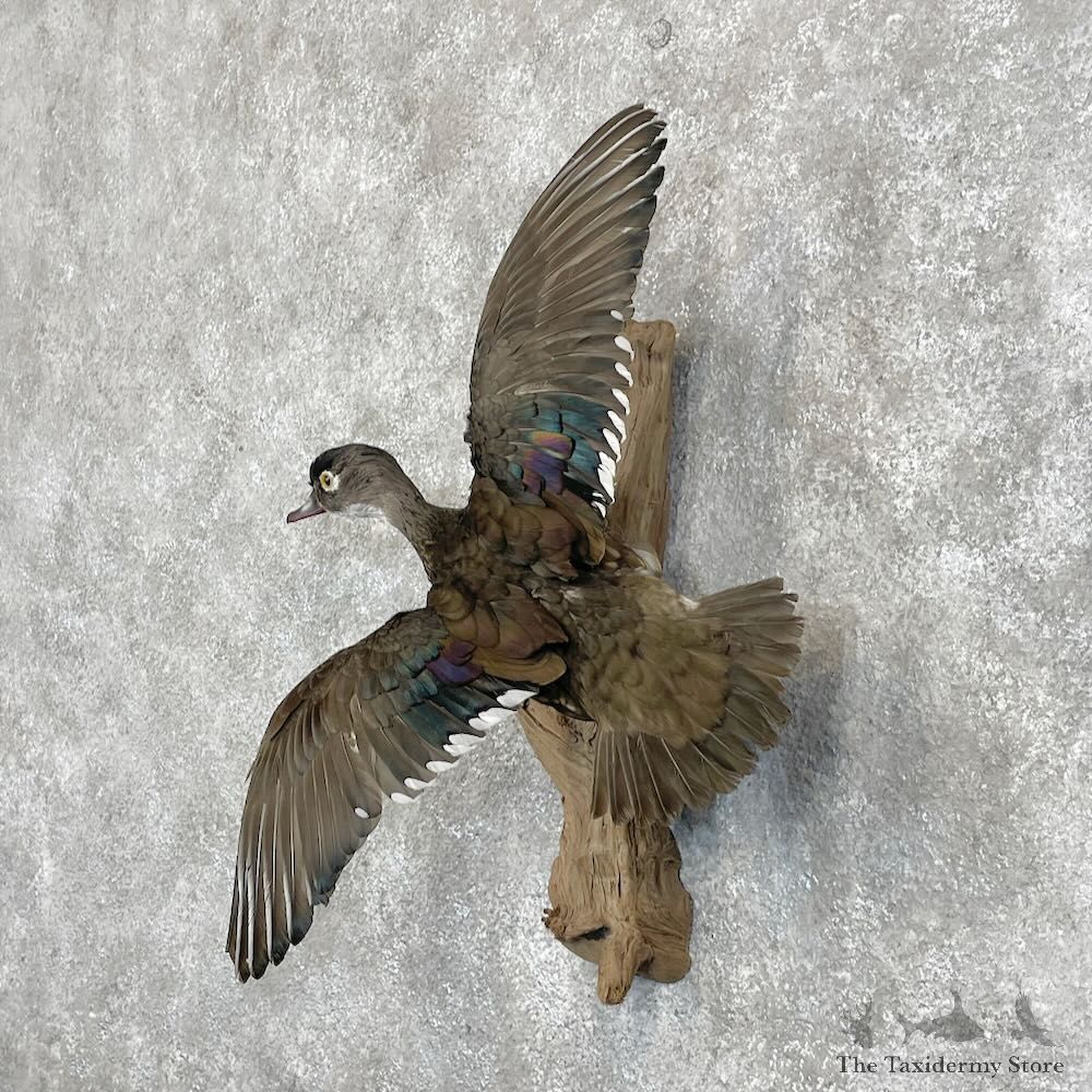 Wood Duck Hen Bird Mount For Sale #28473 @ The Taxidermy Store